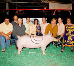 York Gilts